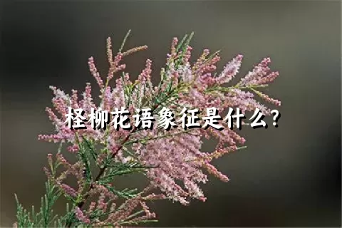 柽柳花语象征是什么？