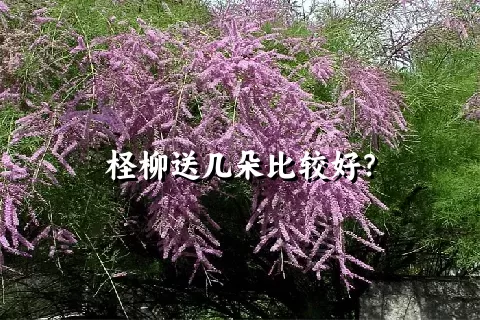 柽柳送几朵比较好？