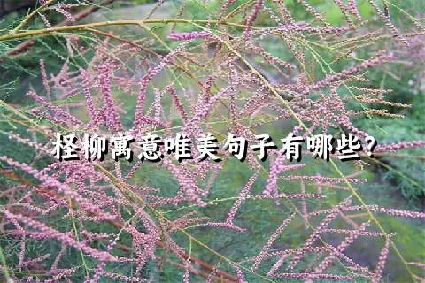 柽柳寓意唯美句子有哪些？