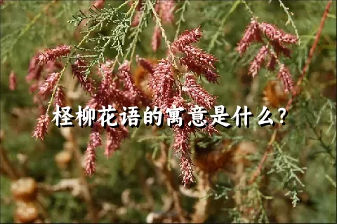 柽柳花语的寓意是什么？