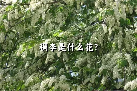 稠李是什么花？