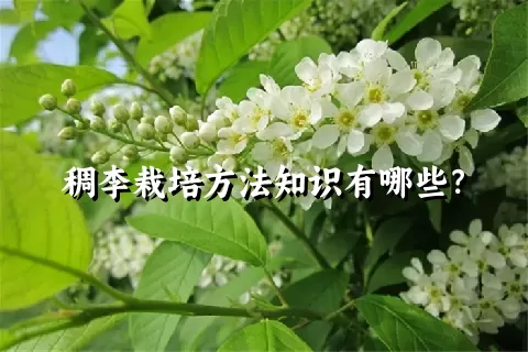 稠李栽培方法知识有哪些？