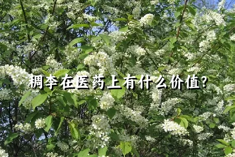 稠李在医药上有什么价值？