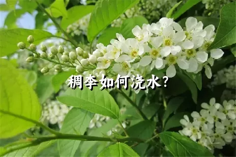 稠李如何浇水？