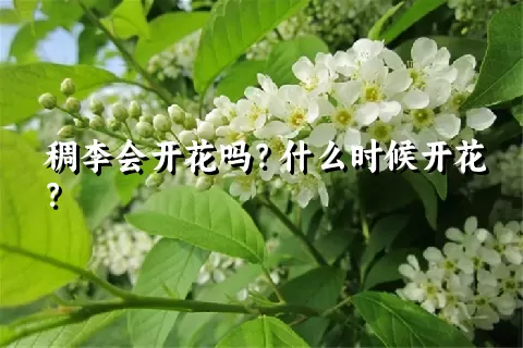 稠李会开花吗？什么时候开花？