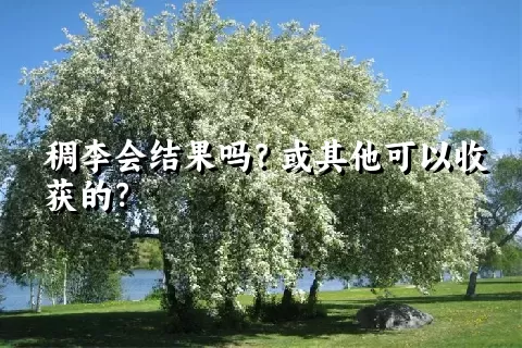 稠李会结果吗？或其他可以收获的？