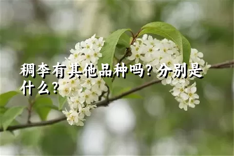 稠李有其他品种吗？分别是什么？