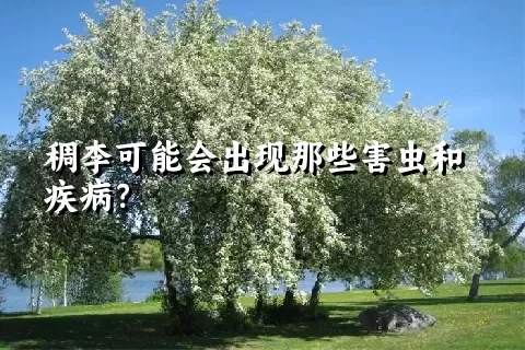 稠李可能会出现那些害虫和疾病？