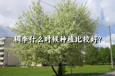 稠李什么时候种植比较好？