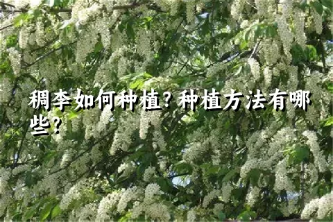 稠李如何种植？种植方法有哪些？