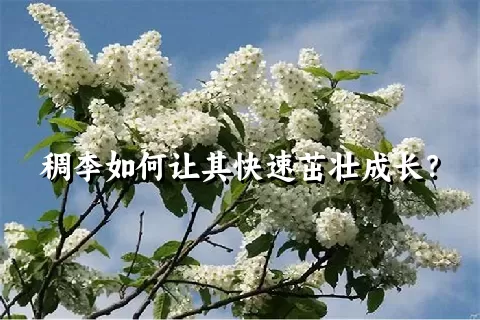 稠李如何让其快速茁壮成长？