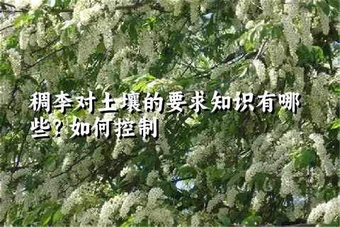 稠李对土壤的要求知识有哪些？如何控制