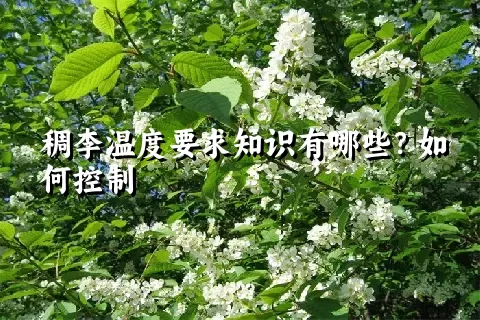 稠李温度要求知识有哪些？如何控制