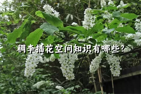 稠李插花空间知识有哪些？