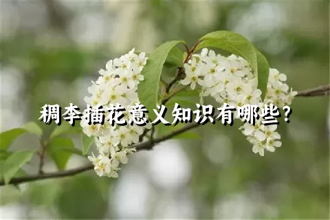 稠李插花意义知识有哪些？