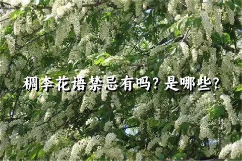 稠李花语禁忌有吗？是哪些？