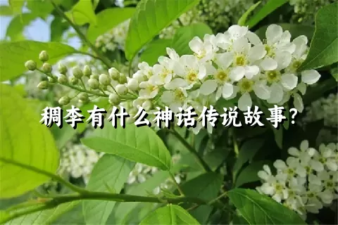 稠李有什么神话传说故事？