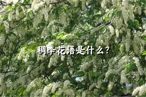 稠李花语是什么？