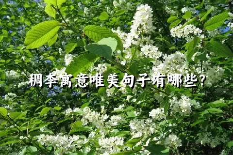 稠李寓意唯美句子有哪些？