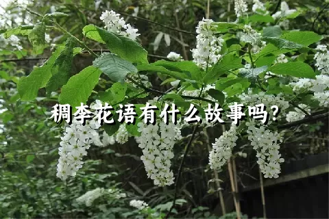 稠李花语有什么故事吗？