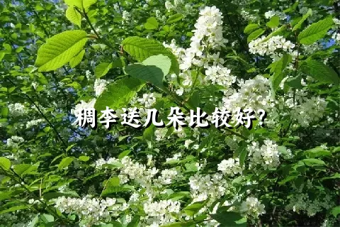 稠李送几朵比较好？