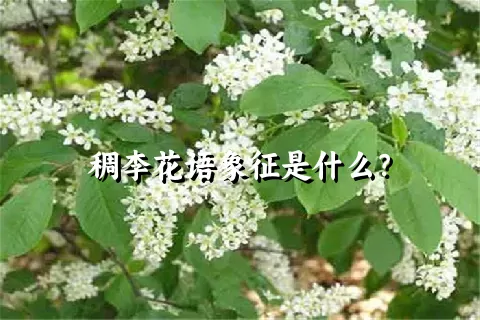 稠李花语象征是什么？