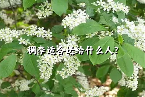 稠李适合送给什么人？