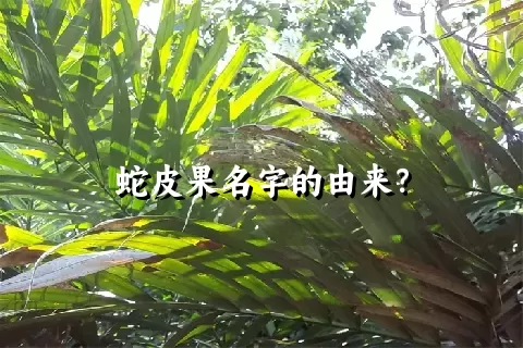 蛇皮果名字的由来？