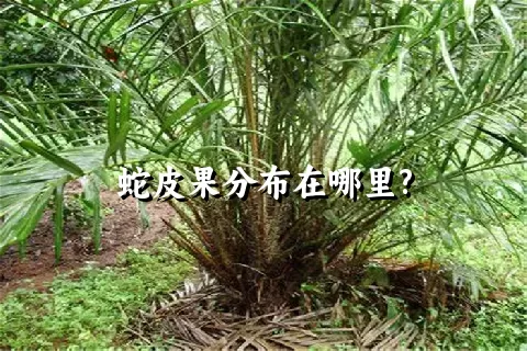 蛇皮果分布在哪里?