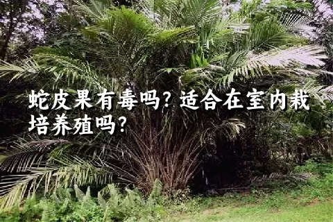 蛇皮果有毒吗？适合在室内栽培养殖吗？