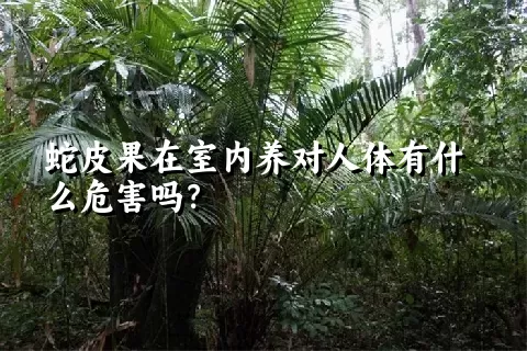 蛇皮果在室内养对人体有什么危害吗？