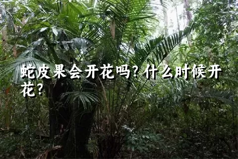 蛇皮果会开花吗？什么时候开花？