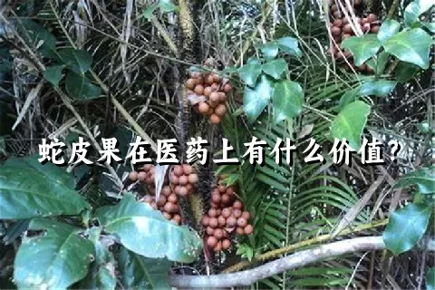 蛇皮果在医药上有什么价值？