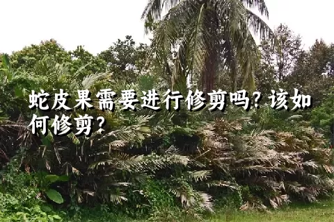 蛇皮果需要进行修剪吗？该如何修剪？