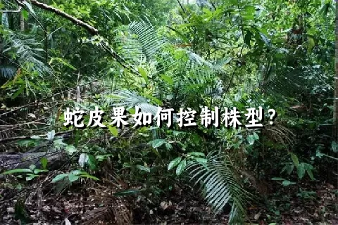 蛇皮果如何控制株型？