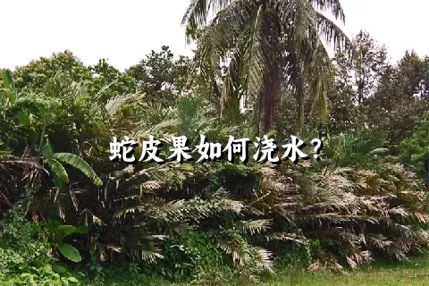 蛇皮果如何浇水？