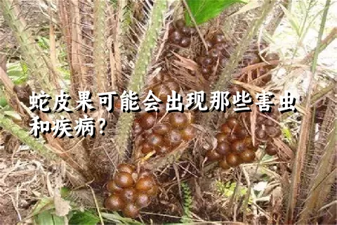 蛇皮果可能会出现那些害虫和疾病？