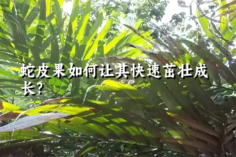 蛇皮果如何让其快速茁壮成长？