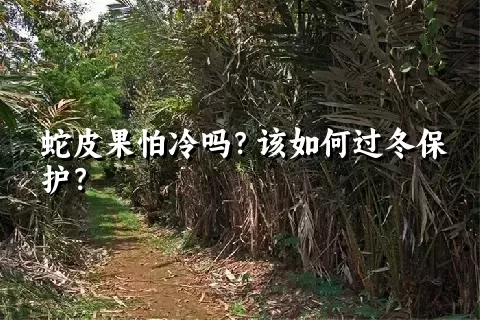 蛇皮果怕冷吗？该如何过冬保护？