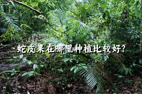 蛇皮果在哪里种植比较好？