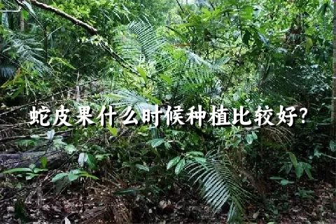 蛇皮果什么时候种植比较好？