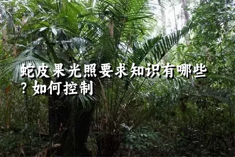 蛇皮果光照要求知识有哪些？如何控制