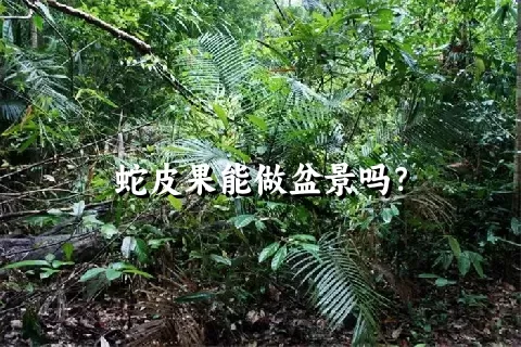 蛇皮果能做盆景吗？