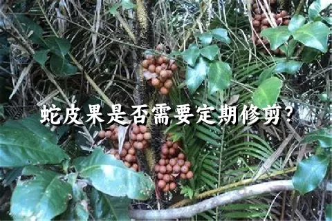 蛇皮果是否需要定期修剪？