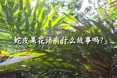 蛇皮果花语有什么故事吗？