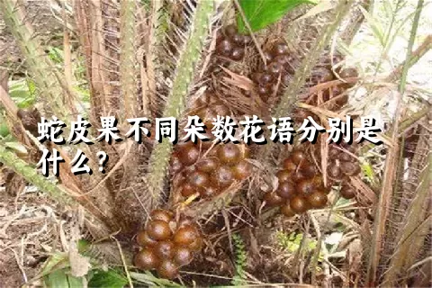 蛇皮果不同朵数花语分别是什么？