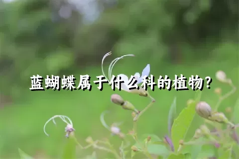 蓝蝴蝶属于什么科的植物？