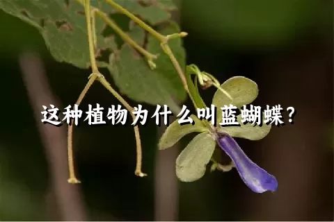 这种植物为什么叫蓝蝴蝶？