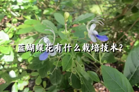 蓝蝴蝶花有什么栽培技术？