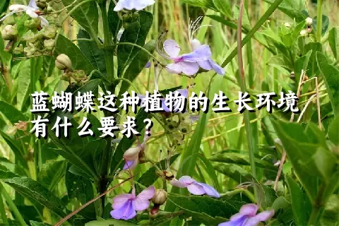 蓝蝴蝶这种植物的生长环境有什么要求？